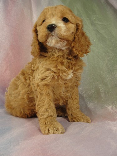 Female cockapoo Puppy for sale #22 Born February 15, 2012